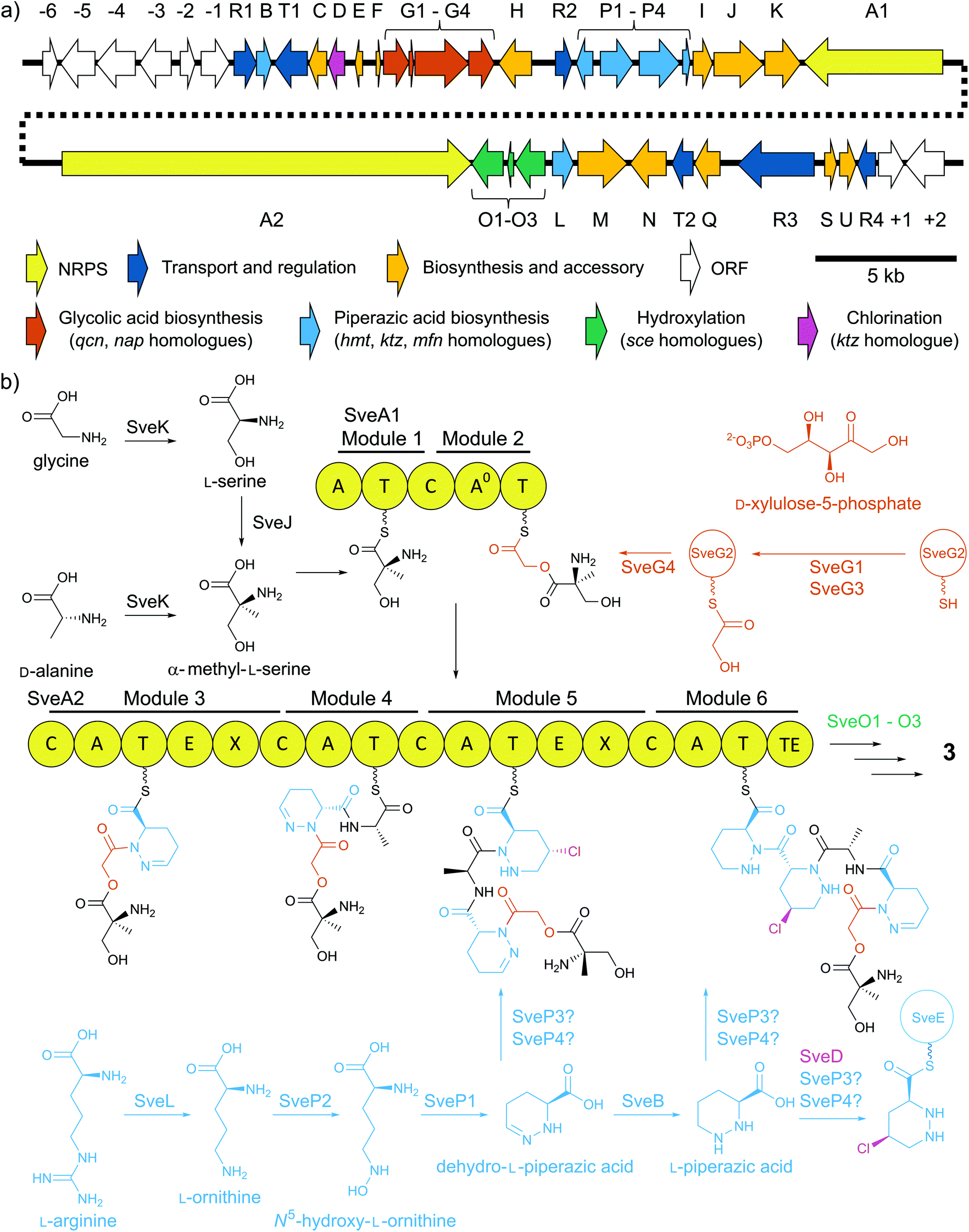 Chlorinated metabolites from Streptomyces sp. highlight the role 