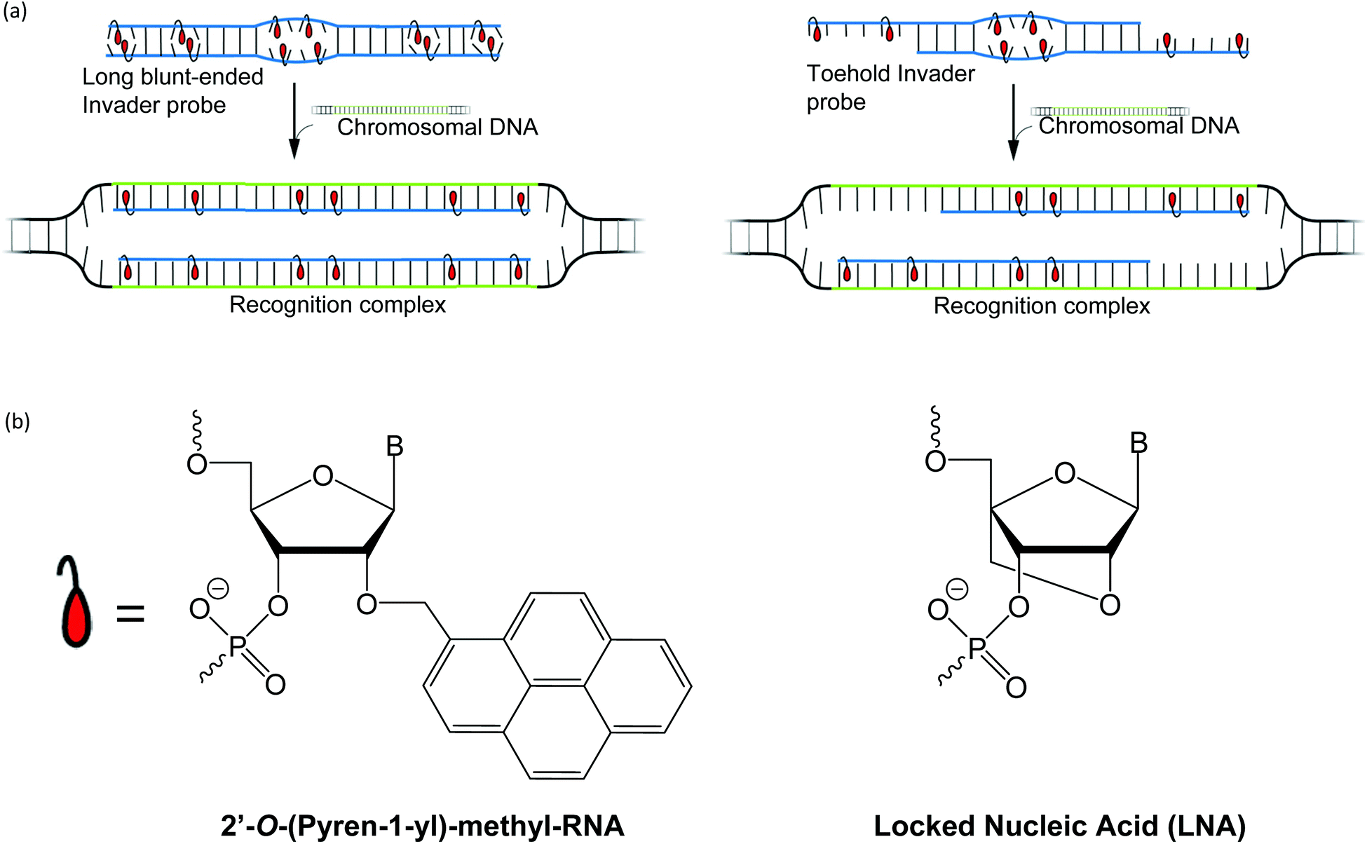 Recognition of double-stranded DNA using LNA-modified toehold Invader probes  - Organic & Biomolecular Chemistry (RSC Publishing) DOI:10.1039/D1OB01888D