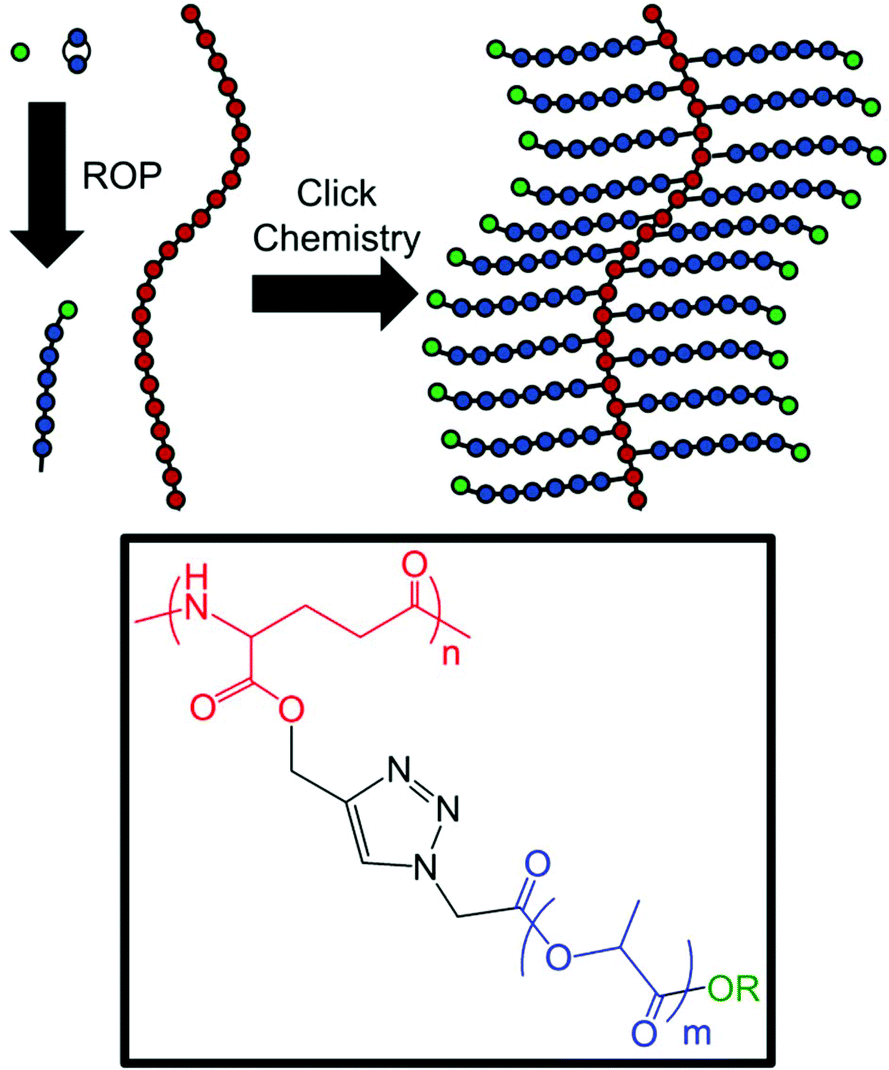 Biocompatible graft copolymers from bacterial poly(γ-glutamic acid) and  poly(lactic acid) - Polymer Chemistry (RSC Publishing)  DOI:10.1039/D1PY00737H