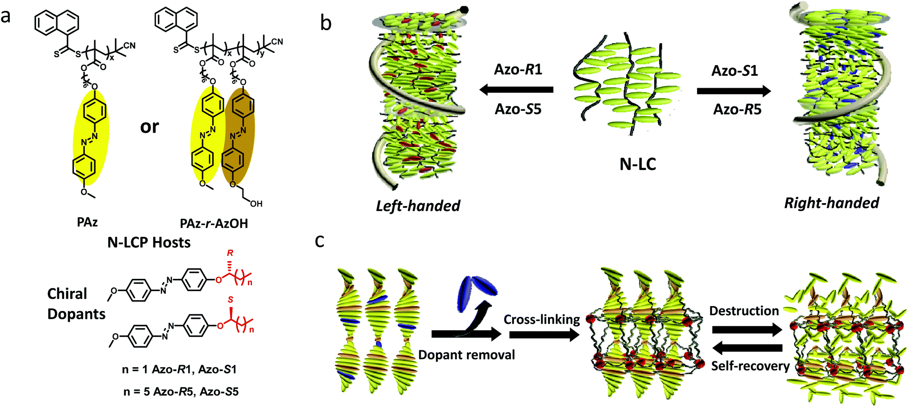 Induction, fixation and recovery of self-organized helical