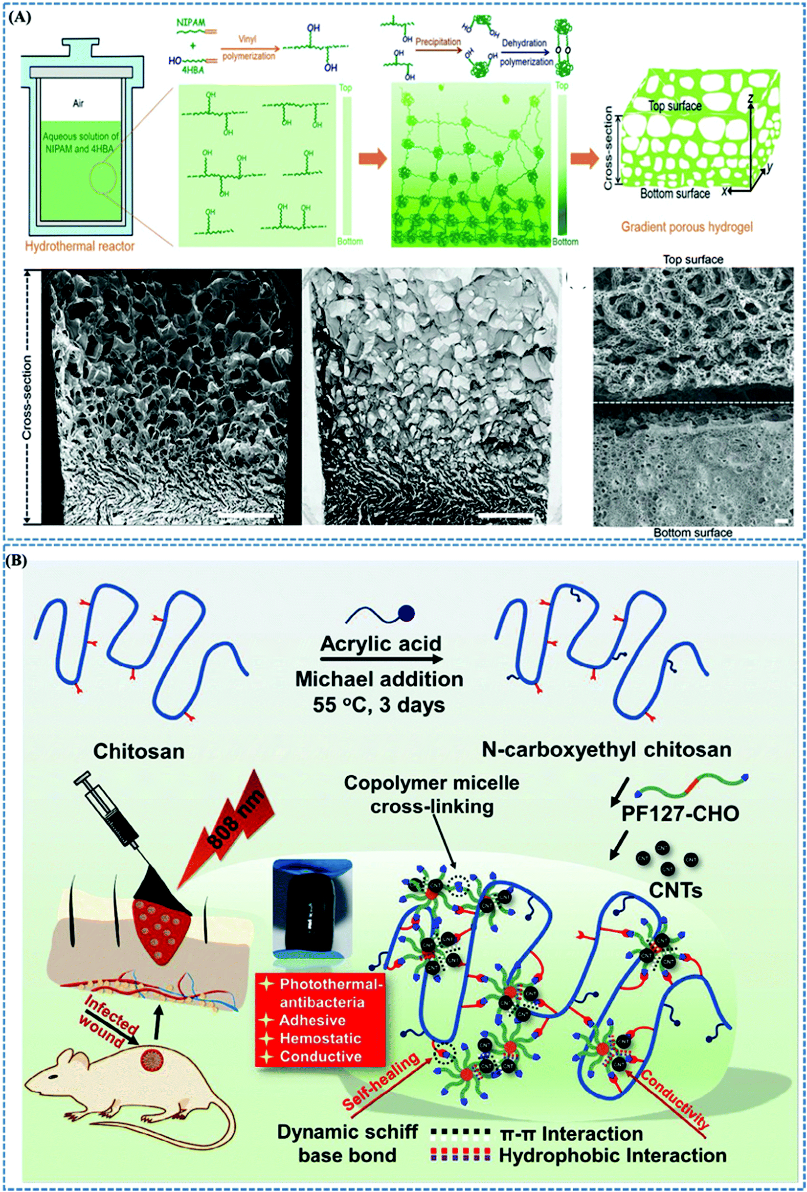 Stimuli-responsive conductive hydrogels: design, properties, and applications - Materials Chemistry Frontiers (RSC Publishing) DOI:10.1039/D0QM00868K Stimuli-responsive conductive hydrogels: design, properties, and applications - Materials Chemistry Frontiers (RSC Publishing) DOI:10.1039/D0QM00868K