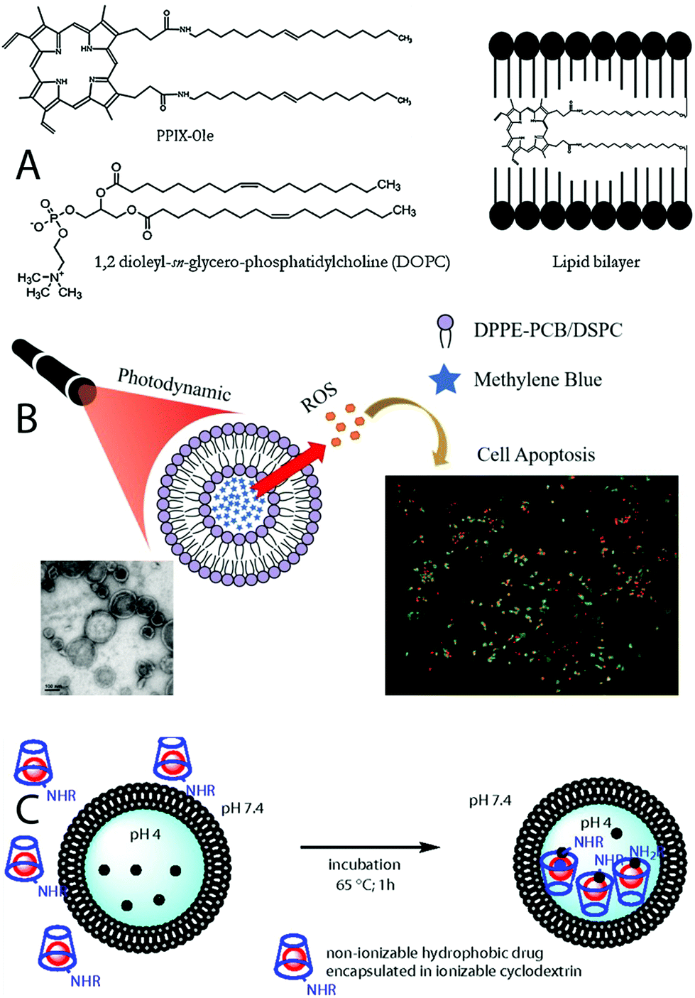 Photodynamic Therapy Photosensitizers And Nanostructures Materials Chemistry Frontiers Rsc Publishing Doi 10 1039 D0qma