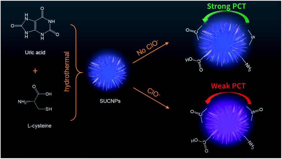 Photoluminescent Sea Urchin Shaped Carbon Nanobranched Polymers As Nanoprobes For The Selective And Sensitive Assay Of Hypochlorite Rsc Advances Rsc Publishing Doi 10 1039 D0rab