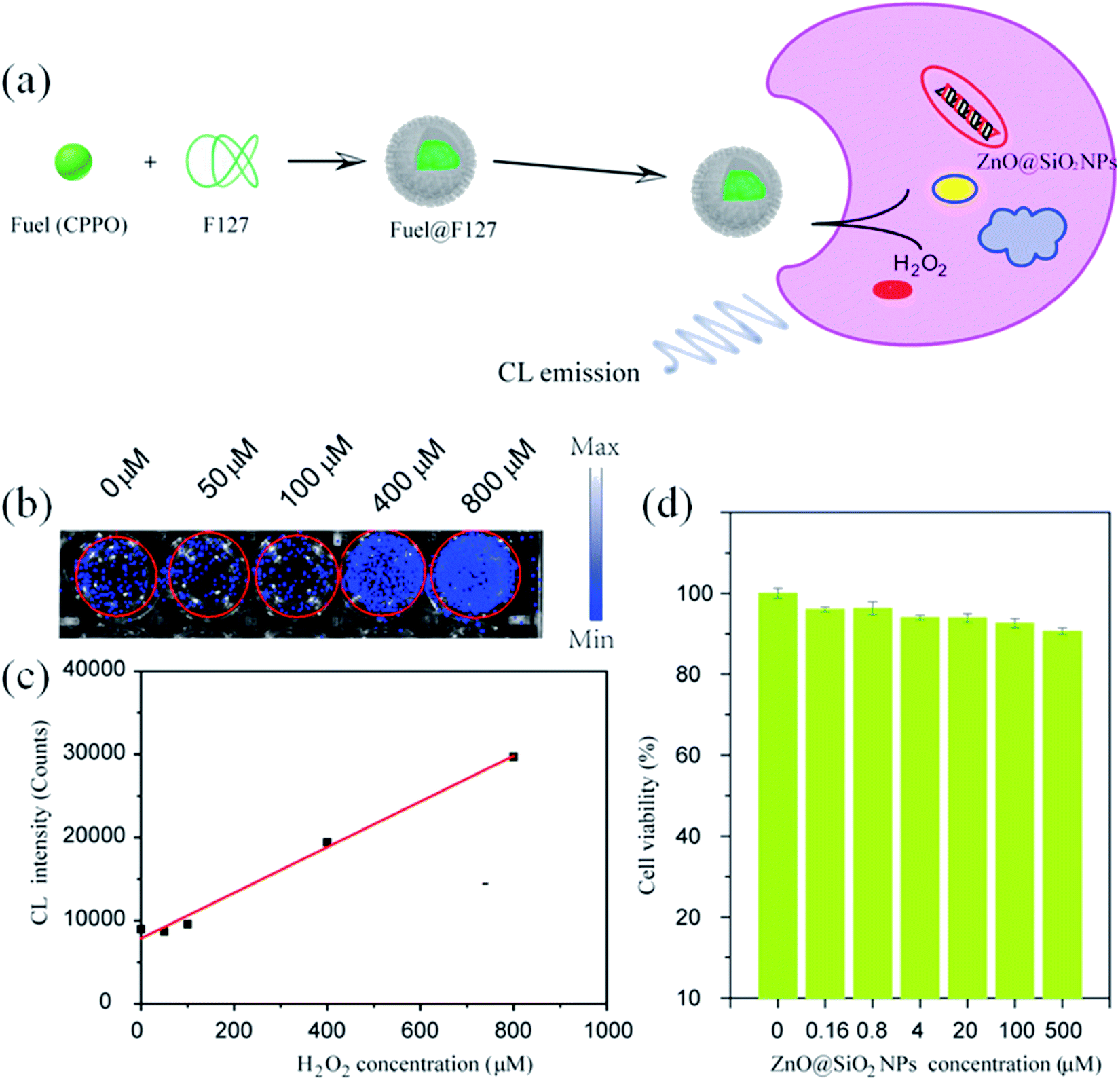 Journey Of Zno Quantum Dots From Undoped To Rare Earth And Transition Metal Doped And Their Applications Rsc Advances Rsc Publishing Doi 10 1039 D0rac