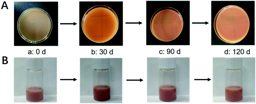 Simple, green, ultrasound-assisted preparation of novel core–shell