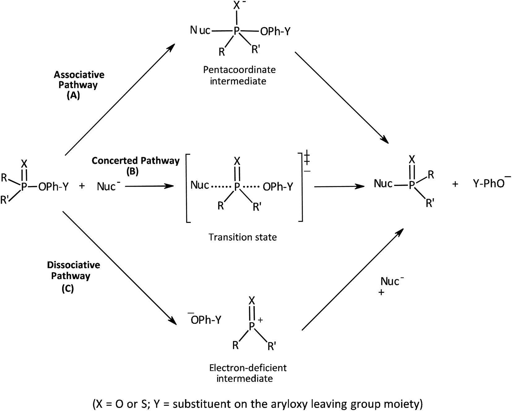 Reactions Of Aryl Dimethylphosphinothioate Esters With Anionic Oxygen Nucleophiles Transition State Structure In 70 Water 30 Ethanol Rsc Advances Rsc Publishing Doi 10 1039 D0raj