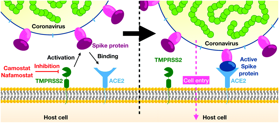 Alpha 1 Antitrypsin is an Inhibitor of the SARS-CoV-2–Priming