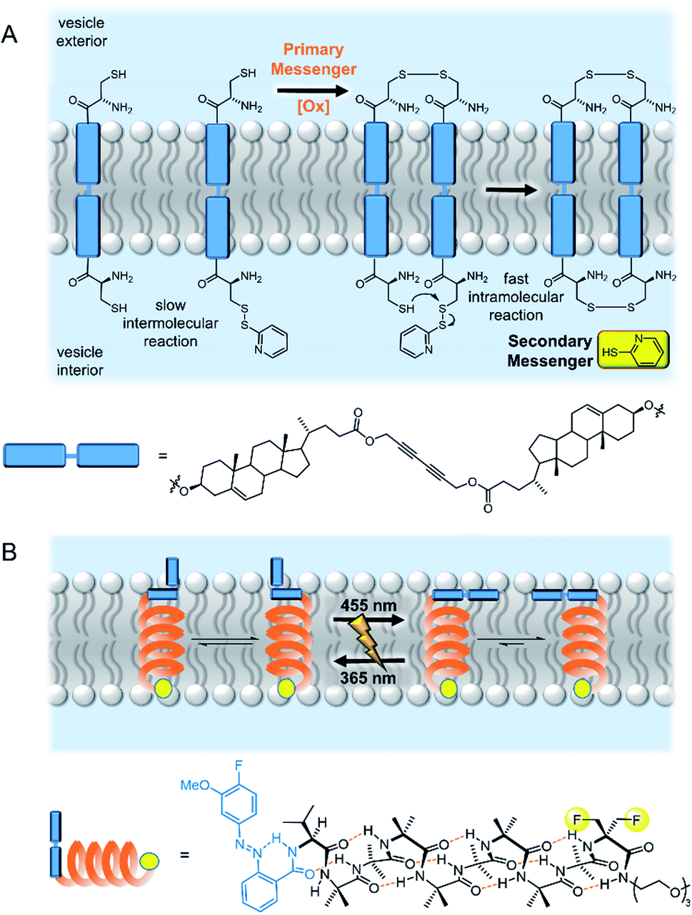 Supramolecular chemistry in lipid bilayer membranes - Chemical Science (RSC  Publishing) DOI:10.1039/D1SC03545B