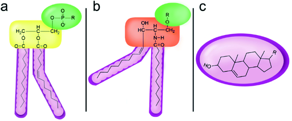 phospholipid structure diagram