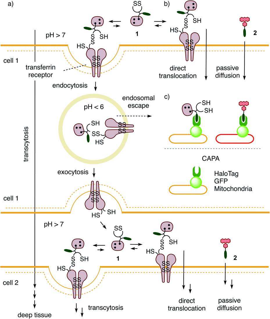 Introduction à la diffusion en direct sur  