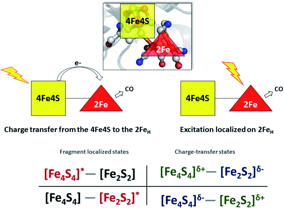 Photochemistry and photoinhibition of the H-cluster of FeFe 