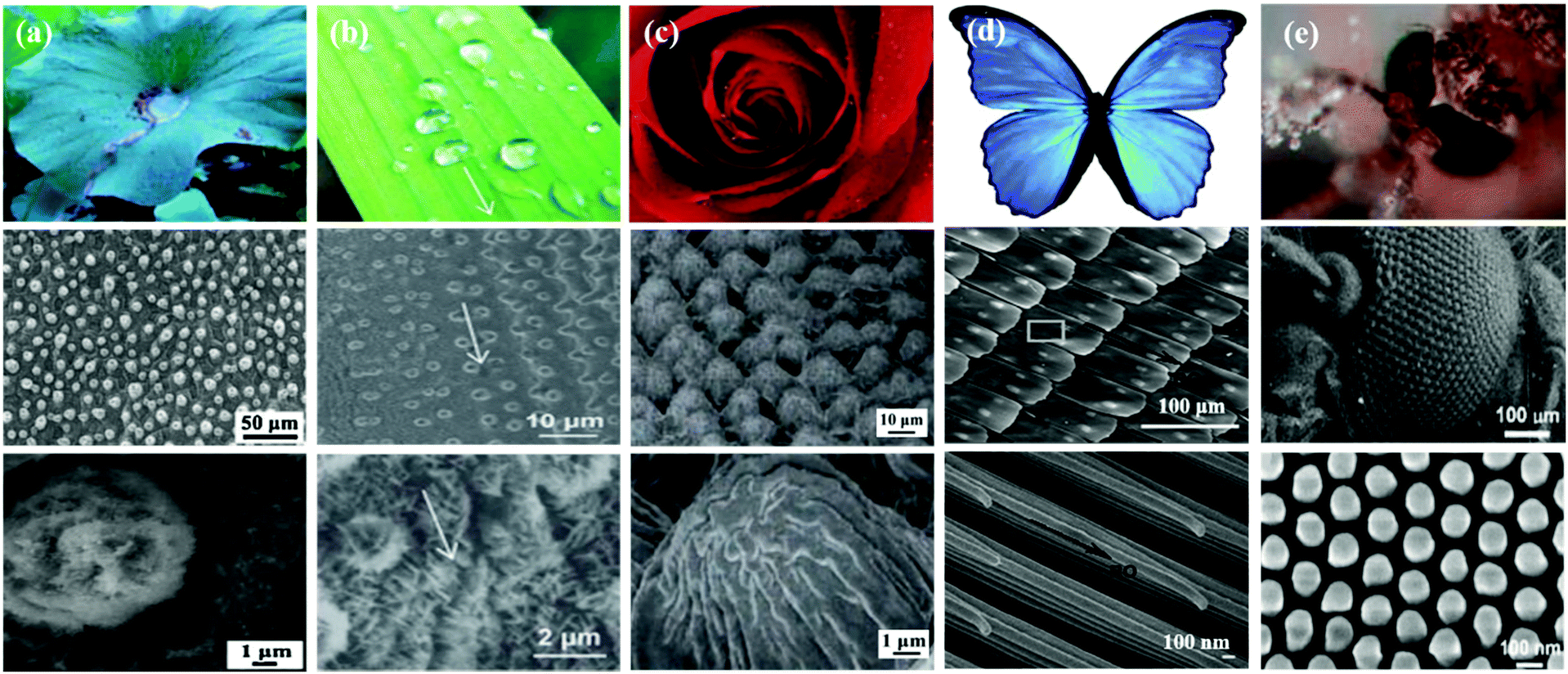 The effects of bio-inspired micro/nano scale structures on anti 