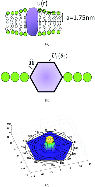 Kinetics Of Self Assembly Of Inclusions Due To Lipid Membrane Thickness Interactions Soft Matter Rsc Publishing Doi 10 1039 D0smc