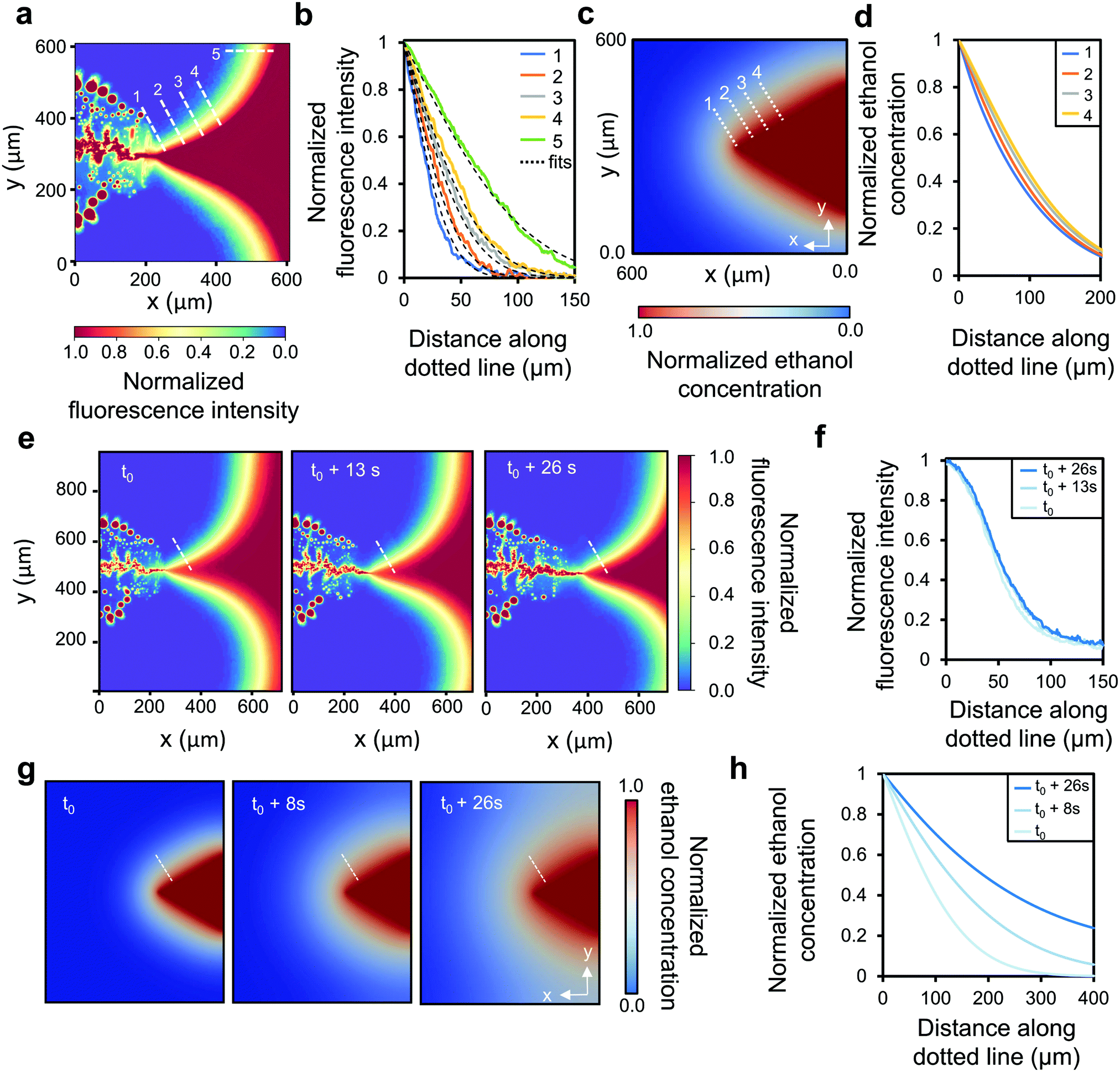 Dynamics of microdroplets over the surface of hot water