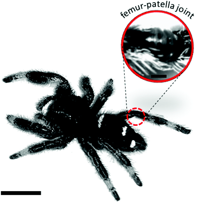 PDF) Strains in the exoskeleton of spiders