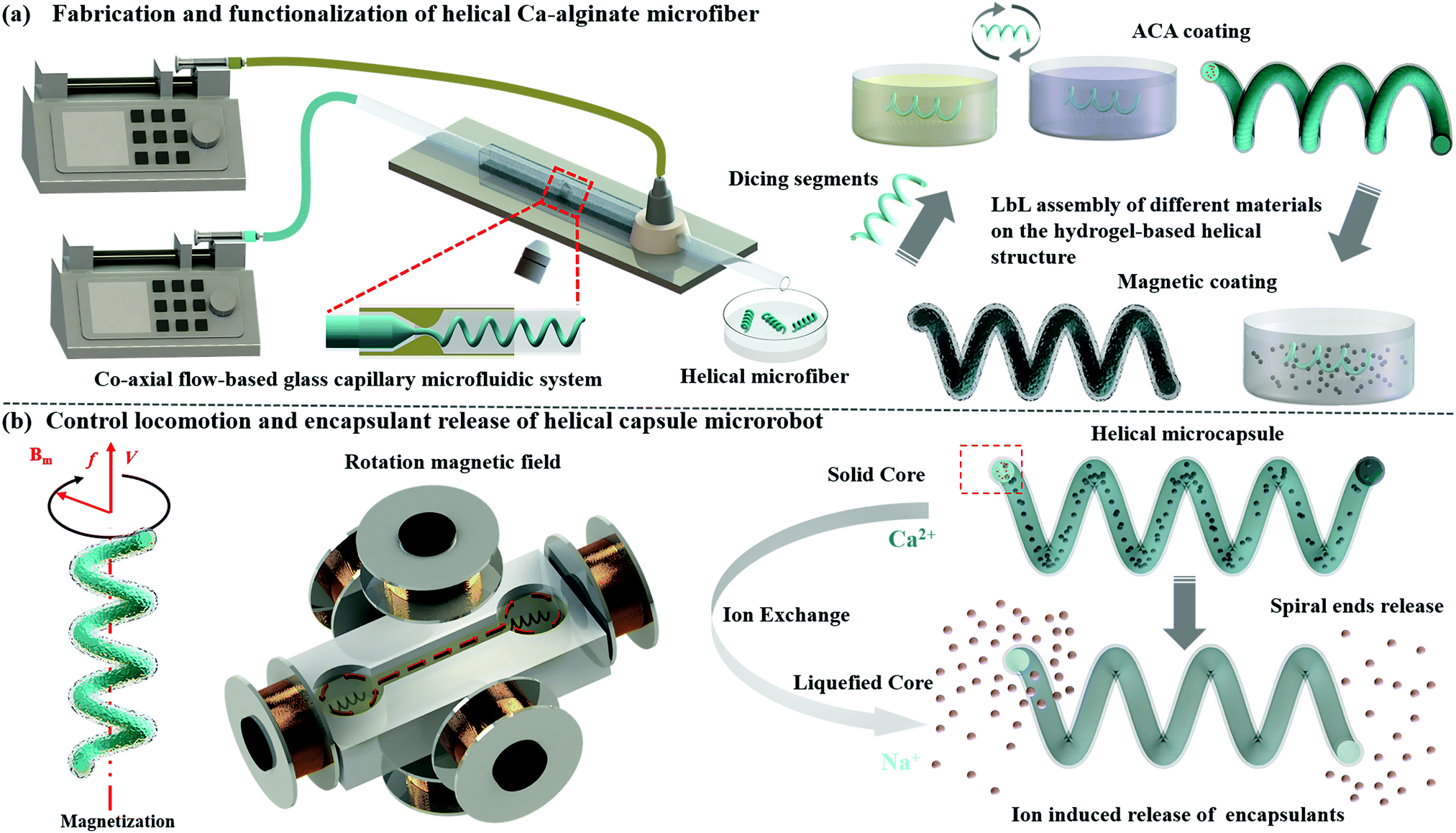 Multi Functionalized Micro Helical Capsule Robots With Superior Loading And Releasing Capabilities Journal Of Materials Chemistry B Rsc Publishing Doi 10 1039 D0tba