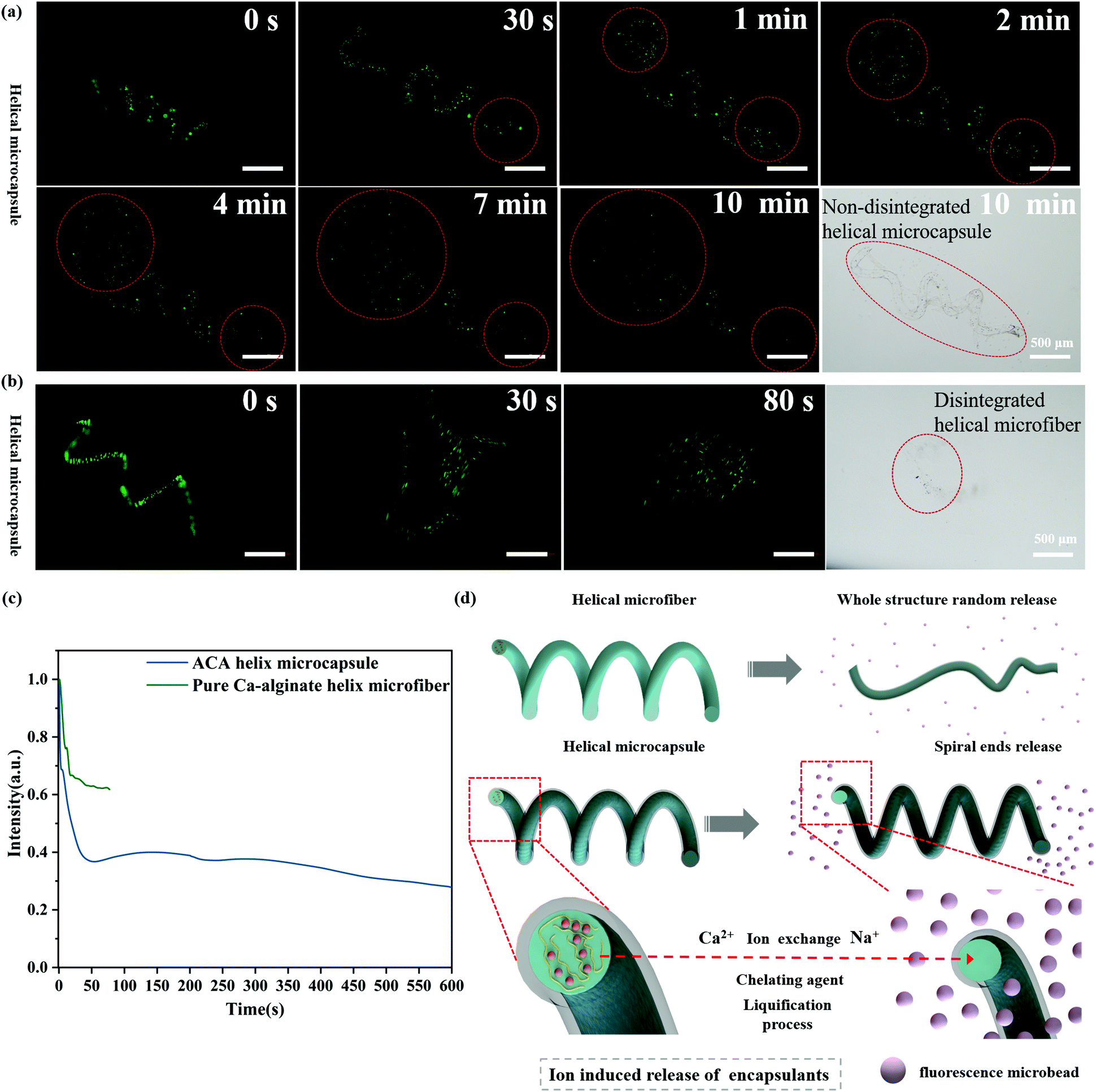 Multi Functionalized Micro Helical Capsule Robots With Superior Loading And Releasing Capabilities Journal Of Materials Chemistry B Rsc Publishing Doi 10 1039 D0tba