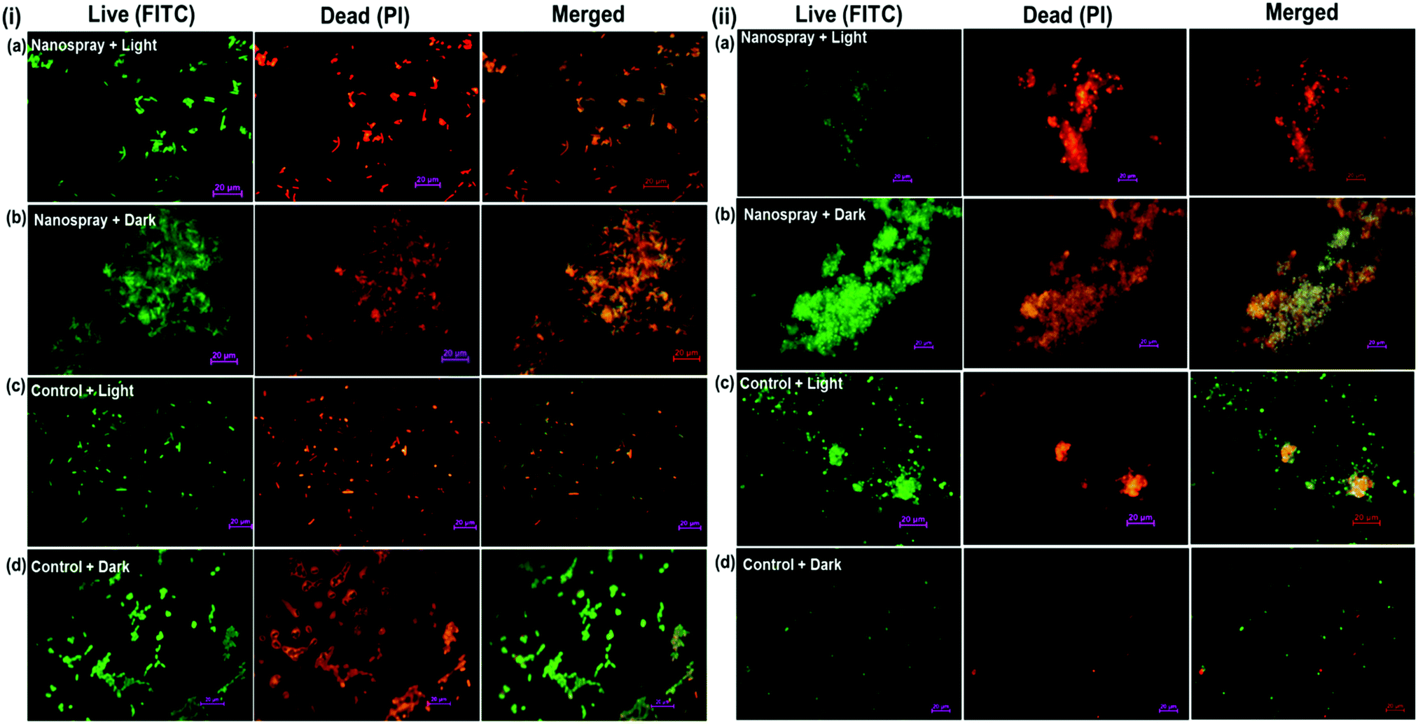 Development Of A Light Activatable Lignin Nanosphere Based Spray Coating For Bioimaging And Antimicrobial Photodynamic Therapy Journal Of Materials Chemistry B Rsc Publishing Doi 10 1039 D0tb02643c