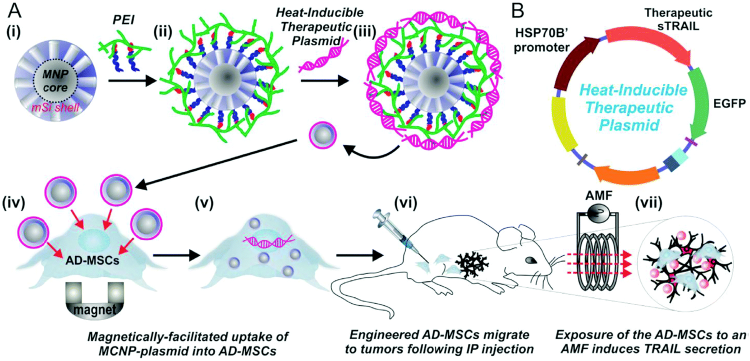 Magnetic Nanocomplexes For Gene Delivery Applications Journal Of Materials Chemistry B Rsc Publishing Doi 10 1039 D0tb02713h