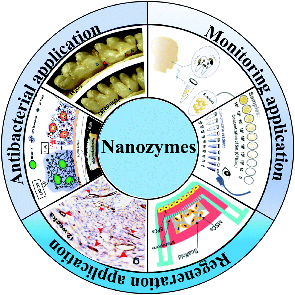 Nanozymes Go Oral Nanocatalytic Medicine Facilitates Dental Health Journal Of Materials Chemistry B Rsc Publishing Doi 10 1039 D0tbd