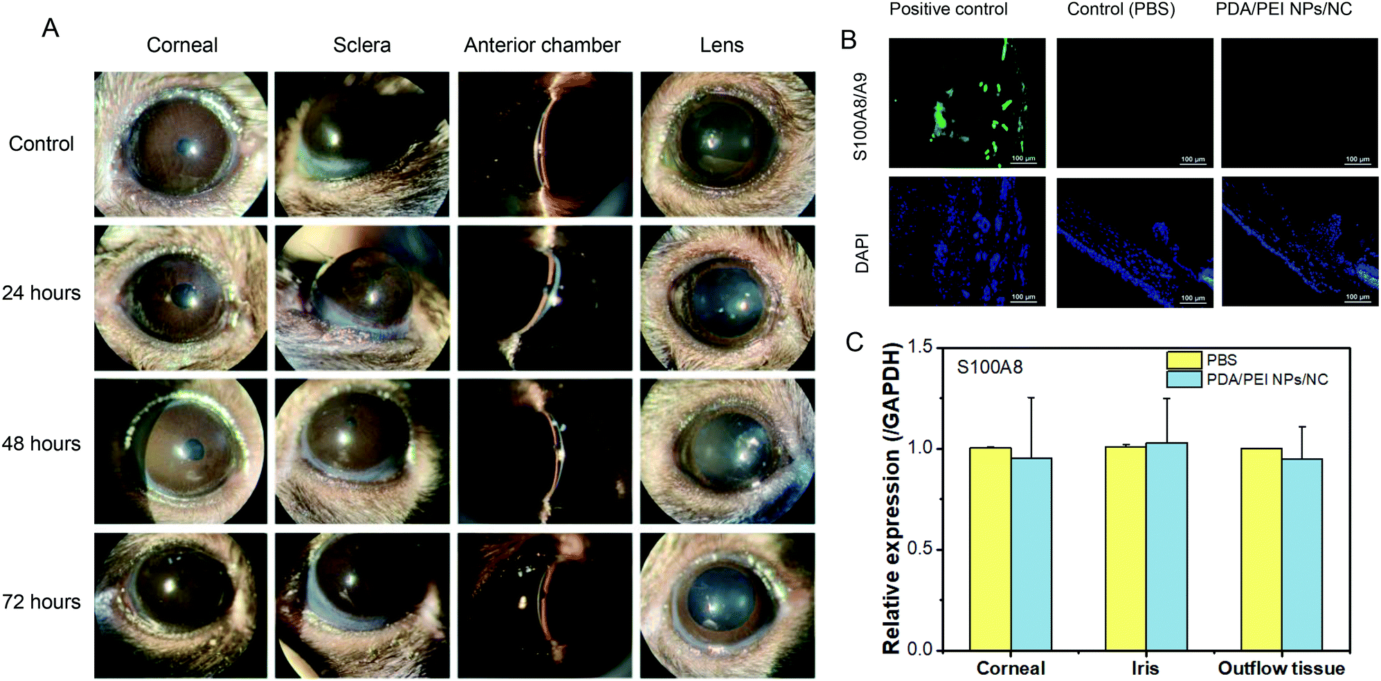 A miRNA stabilizing polydopamine nano-platform for intraocular