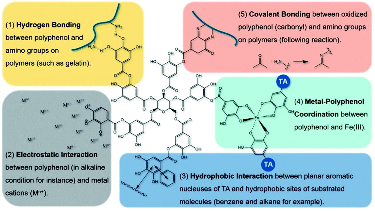 Tannic acid-based metal phenolic networks for bio-applications: a 