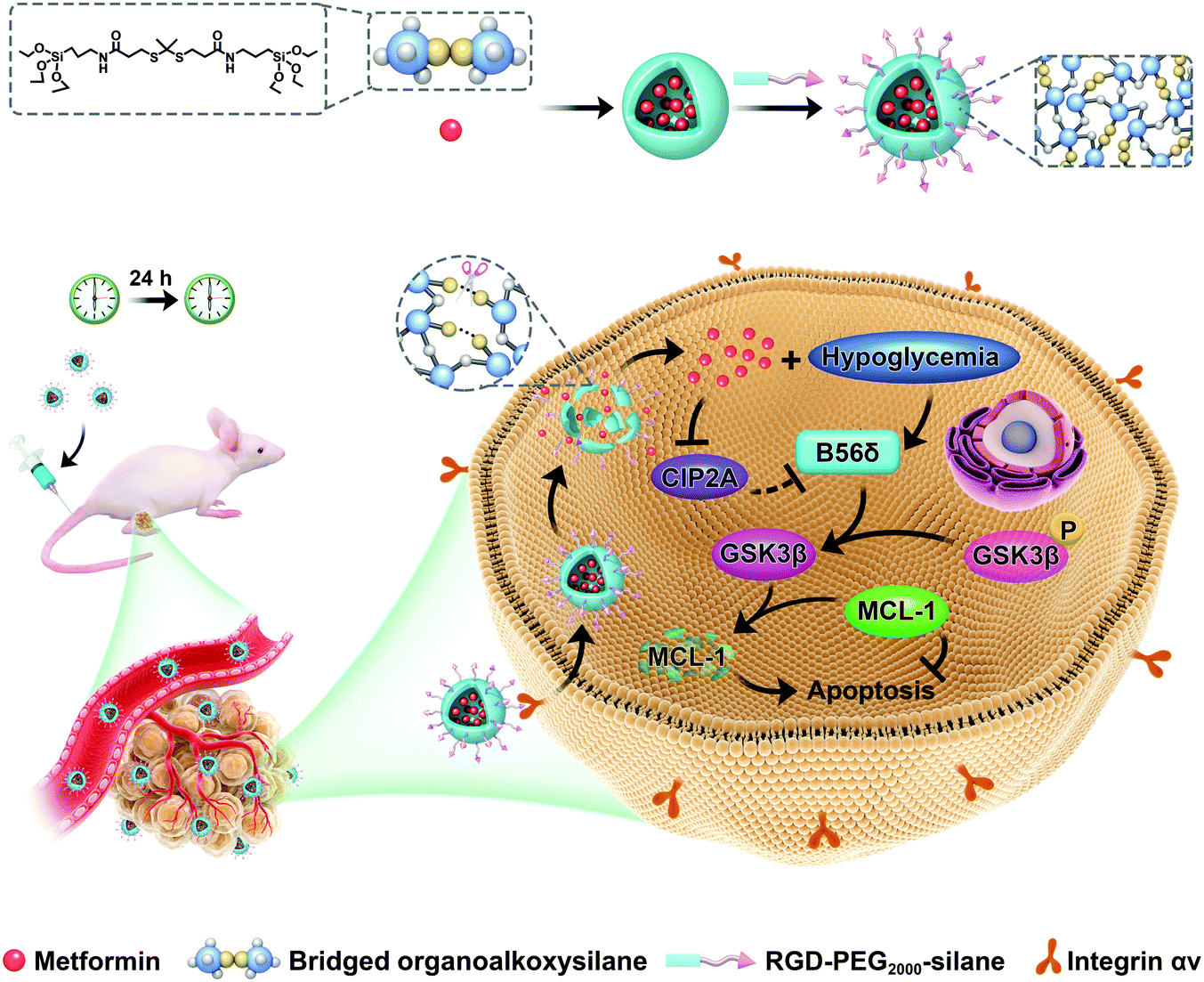 ROS-responsive organosilica nanocarrier for the targeted delivery of  metformin against cancer with the synergistic effect of hypoglycemia -  Journal of Materials Chemistry B (RSC Publishing) DOI:10.1039/D1TB01143J