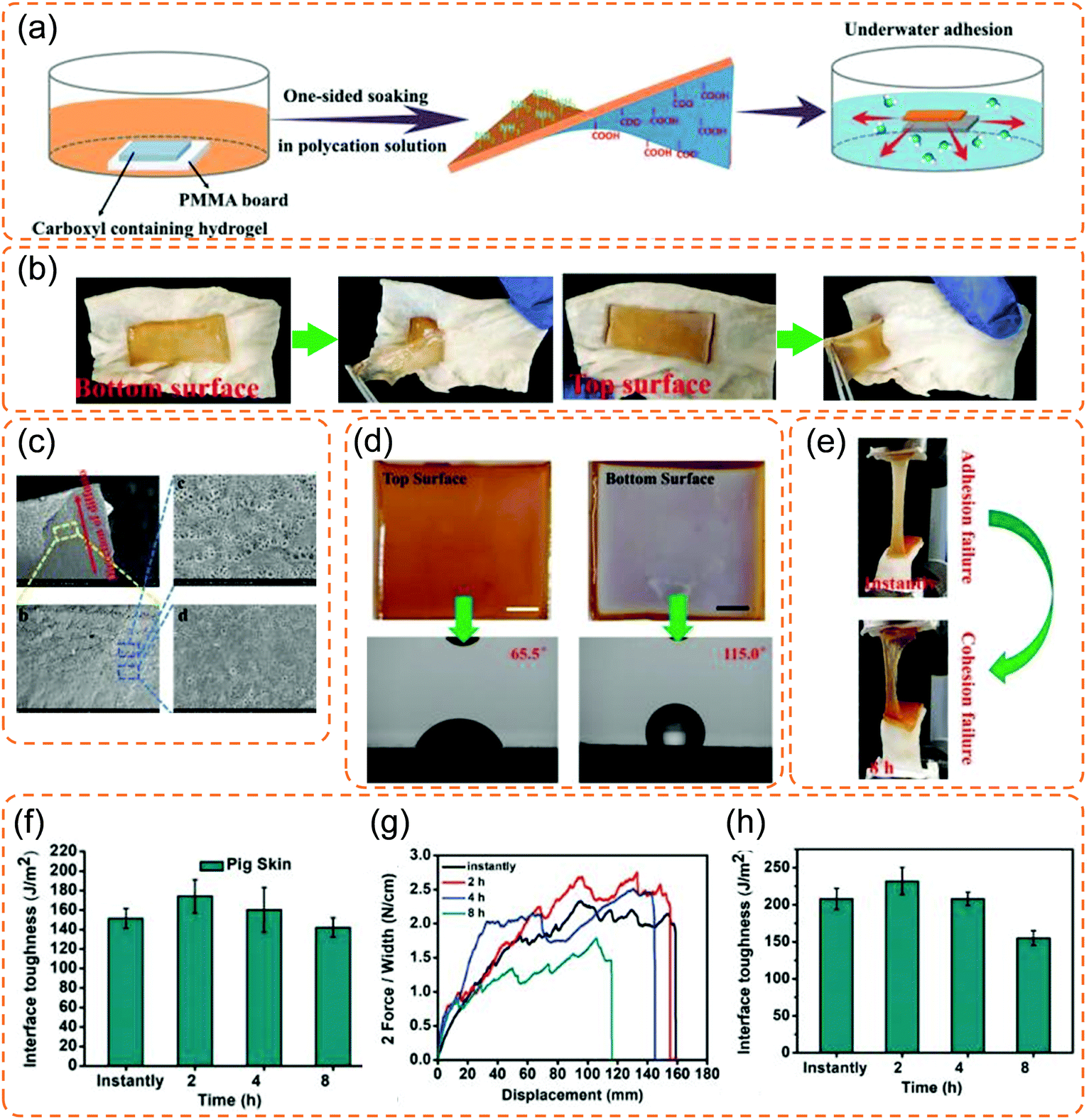 Adhesive and tough hydrogels: from structural design to 