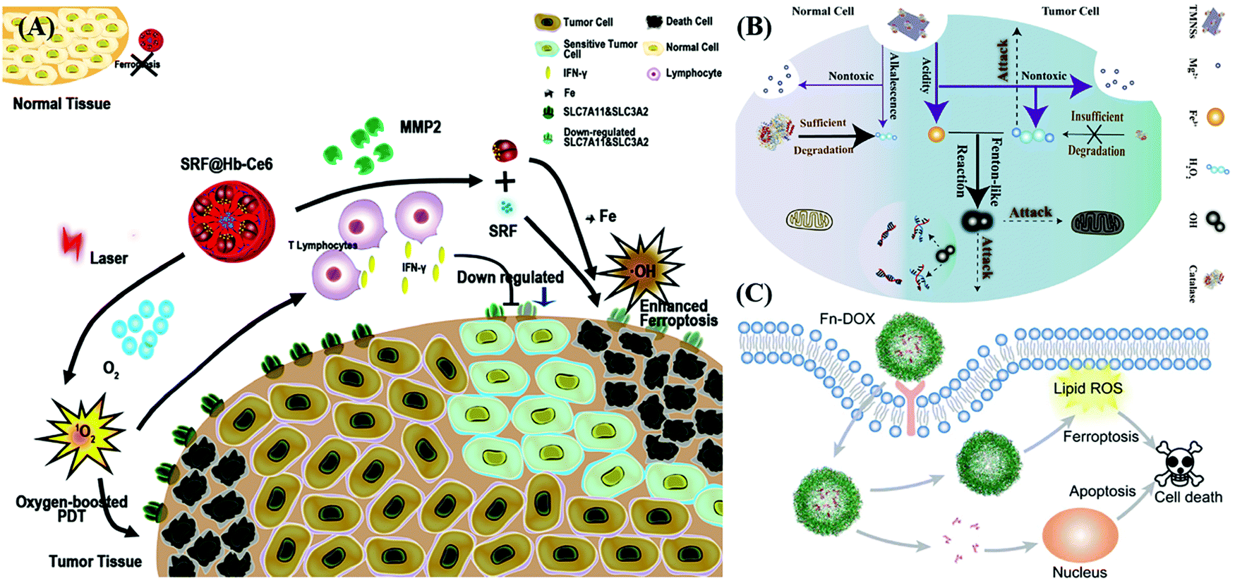 Biological protein mediated ferroptotic tumor nanotherapeutics 