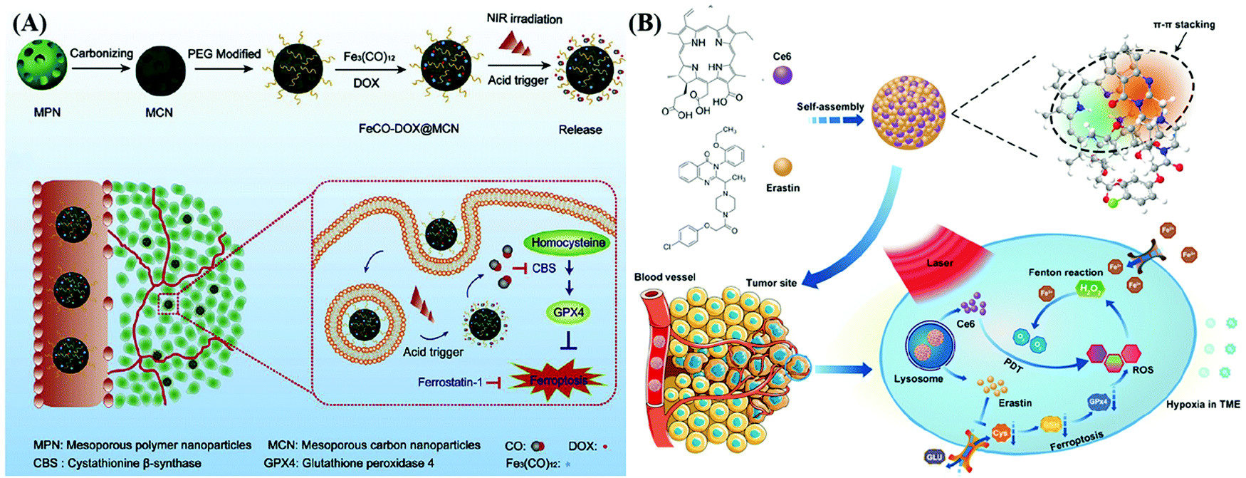 Biological protein mediated ferroptotic tumor nanotherapeutics 