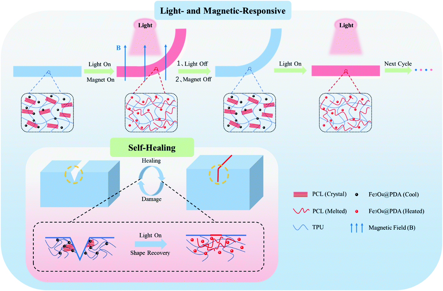 Light- and magnetic-responsive synergy controlled reconfiguration 