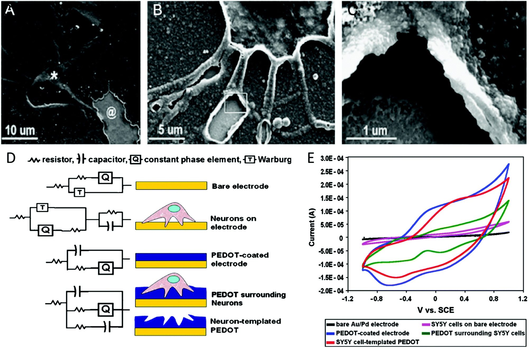 Neural and electromyography PEDOT electrodes for invasive