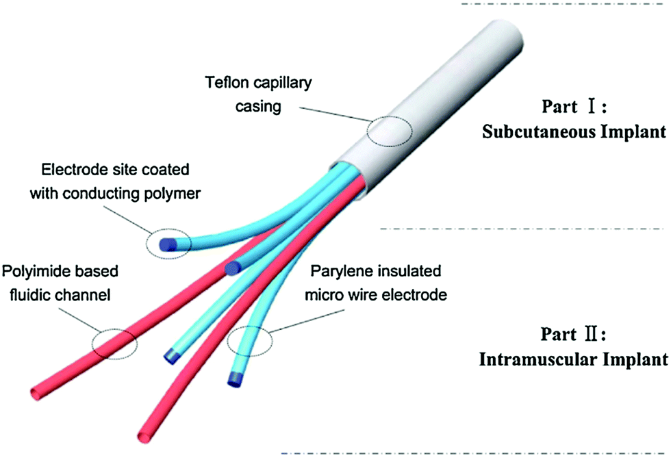 Neural and electromyography PEDOT electrodes for invasive