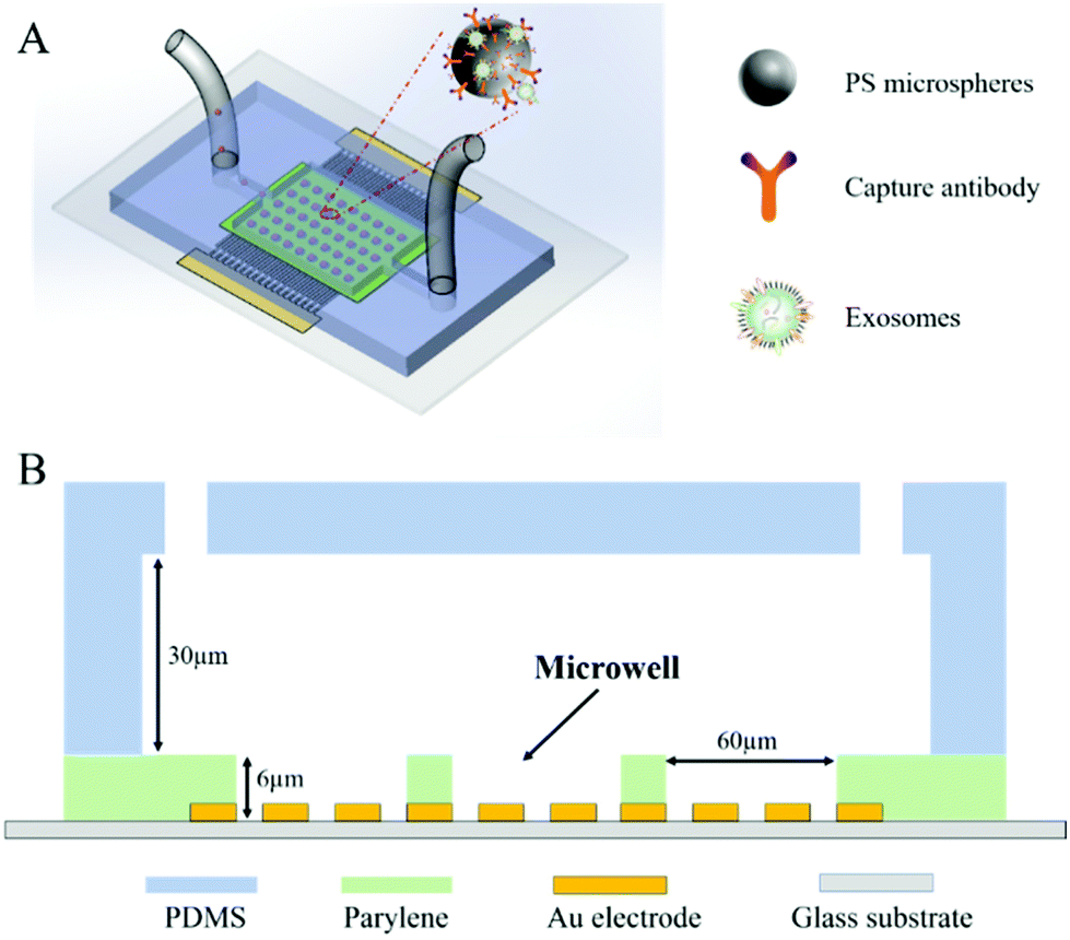 Microsphere Mediated Exosome Isolation And Ultra Sensitive Detection On