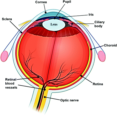 Ophthalmic sensing technologies for ocular disease diagnostics ...