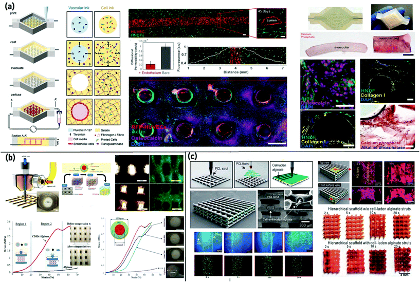 Recent progress in extrusion 3D bioprinting of hydrogel biomaterials ...