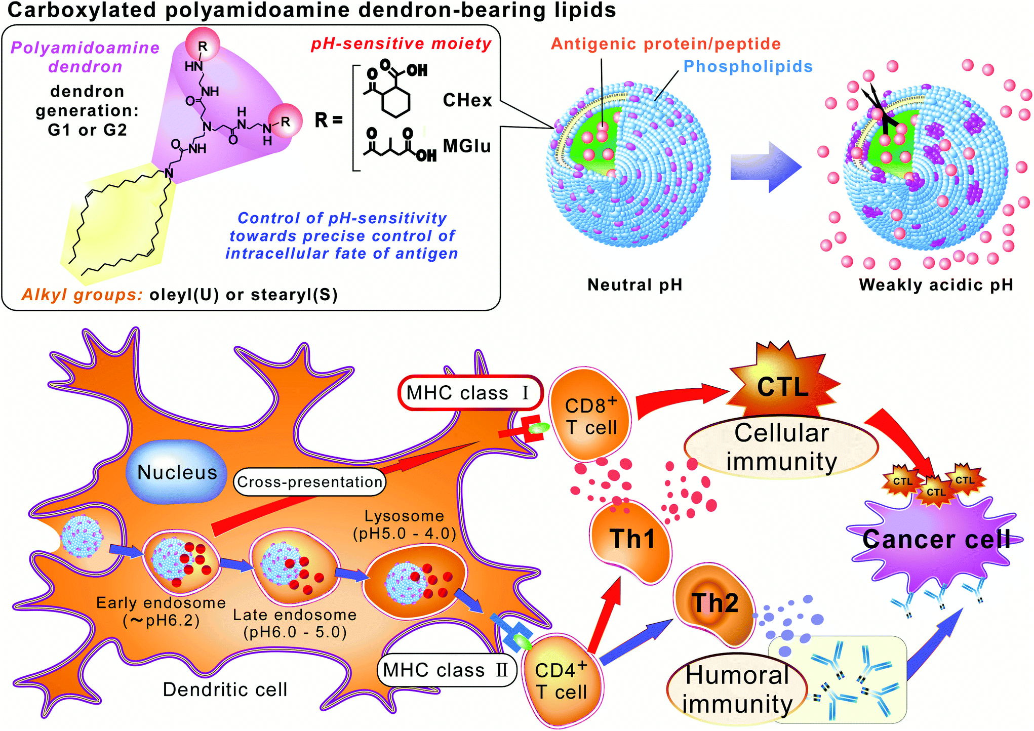 Carboxylated Polyamidoamine Dendron Bearing Lipid Based Assemblies For Precise Control Of Intracellular Fate Of Cargo And Induction Of Antigen Specific Immune Responses Biomaterials Science Rsc Publishing