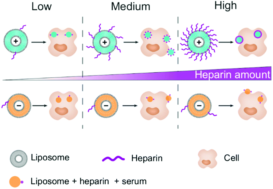 Heparin modulates the cellular uptake of nanomedicines - Biomaterials ...