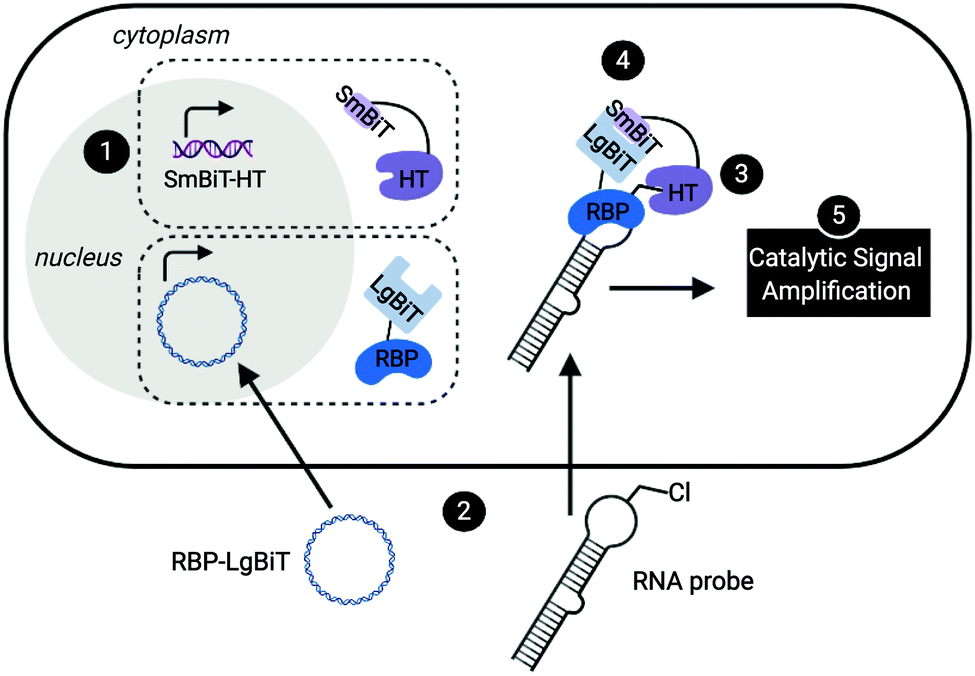 A Live Cell Assay For The Detection Of Pre Microrna–protein