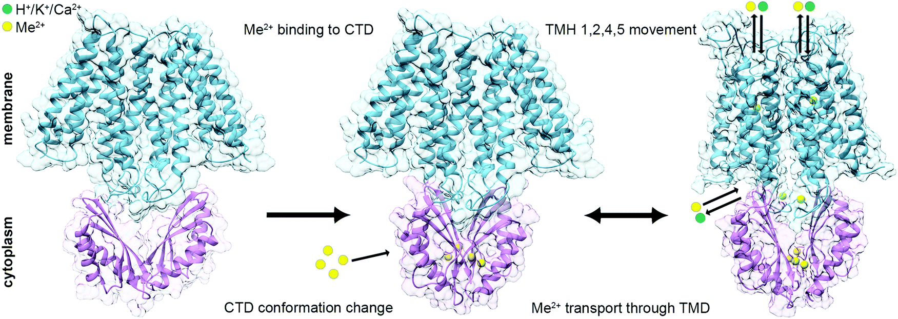Metal transport mechanism of the cation diffusion facilitator (CDF