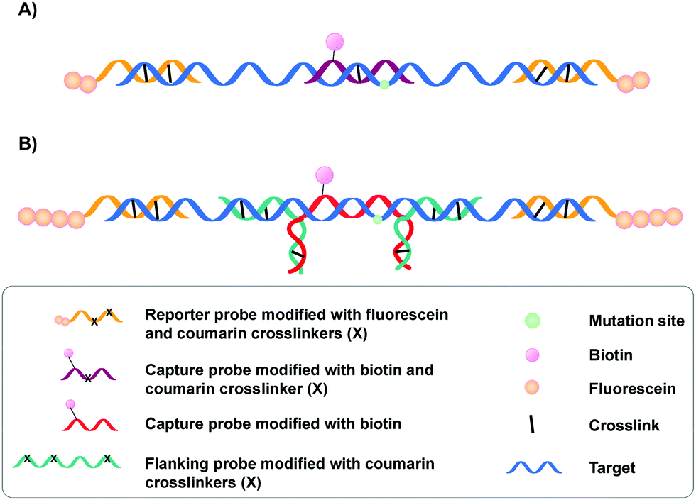 Crosslinkermodified nucleic acid probes for improved target