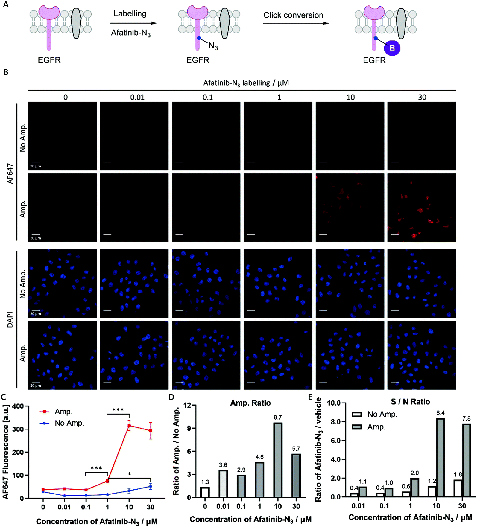 Clickbased amplification designed to facilitate various target