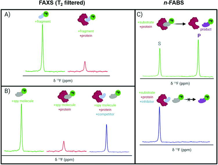 19 F NMR Viewed Through Two Different Lenses: Ligand-observed And ...