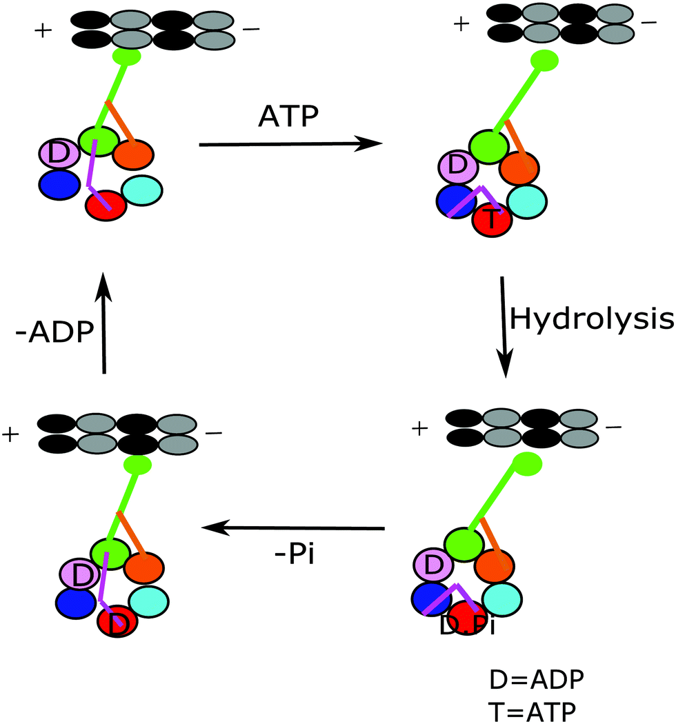 Computational Modeling Of Dynein Motor Proteins At Work Chemical Communications Rsc Publishing