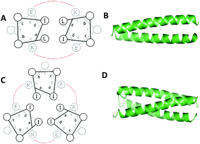 De novo designed coiled coils as scaffolds for lanthanides, including ...