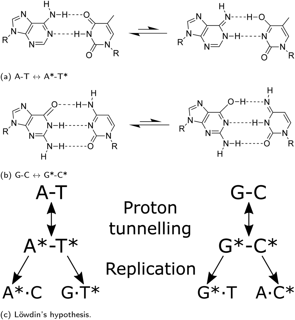 Quantum And Classical Effects In Dna Point Mutations Watson Crick Tautomerism In At And Gc Base Pairs Physical Chemistry Chemical Physics Rsc Publishing