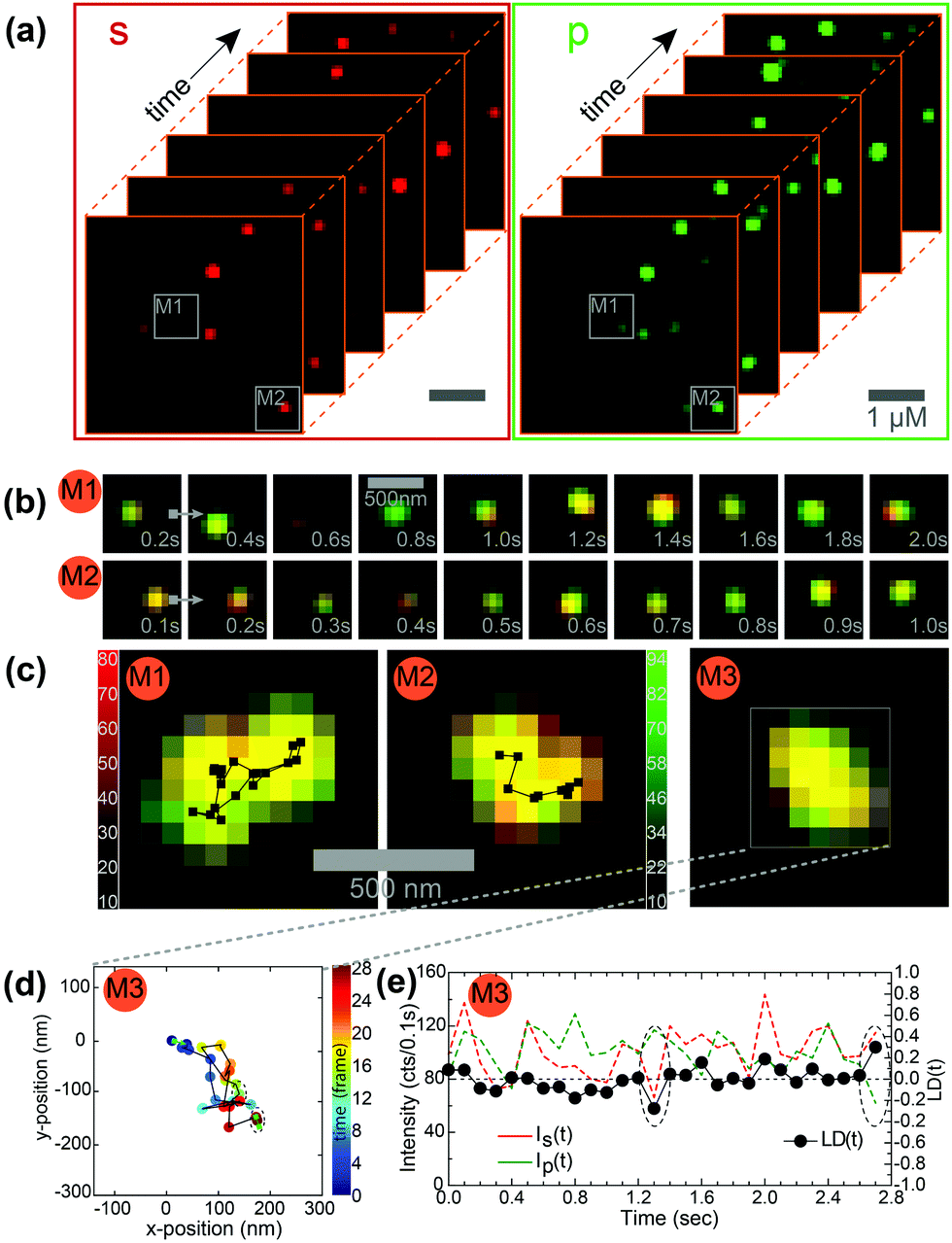 Polarization Resolved Single Molecule Tracking Reveals Strange Dynamics Of Fluorescent Tracers Through A Deep Rubbery Polymer Network Physical Chemistry Chemical Physics Rsc Publishing