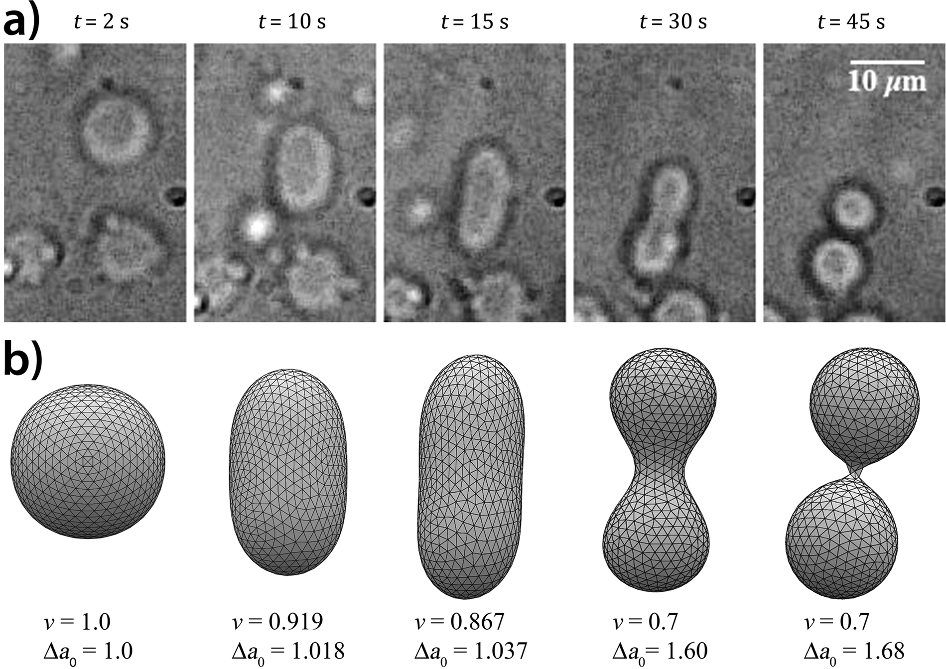 Shape Changes And Budding Of Giant Vesicles Induced By An Internal Chemical Trigger An Interplay Between Osmosis And Ph Change Physical Chemistry Chemical Physics Rsc Publishing