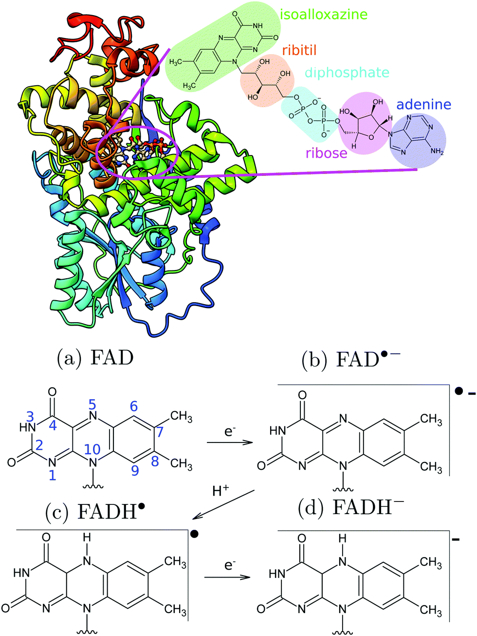 Infrared Spectroscopy From Electrostatic Embedding Qm Mm Local Normal Mode Analysis Of Infrared Spectra Of Arabidopsis Thaliana Plant Cryptochrome Physical Chemistry Chemical Physics Rsc Publishing