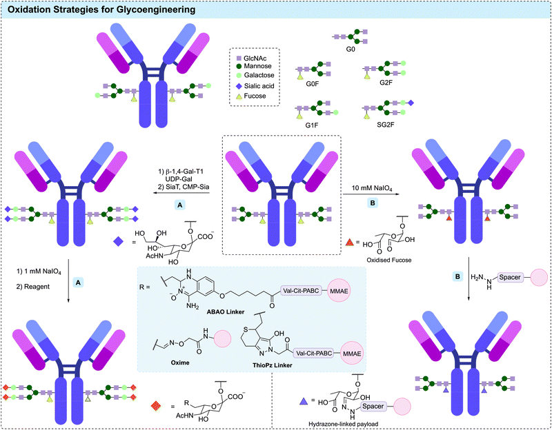 Site-selective modification strategies in antibody–drug conjugates ...